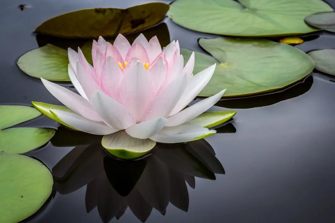 pink-and-white-lotus